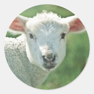 Little White Lamb Ronde Sticker