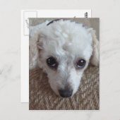 Little White Teacup Poodle Dog Briefkaart (Voorkant / Achterkant)