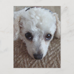 Little White Teacup Poodle Dog Briefkaart