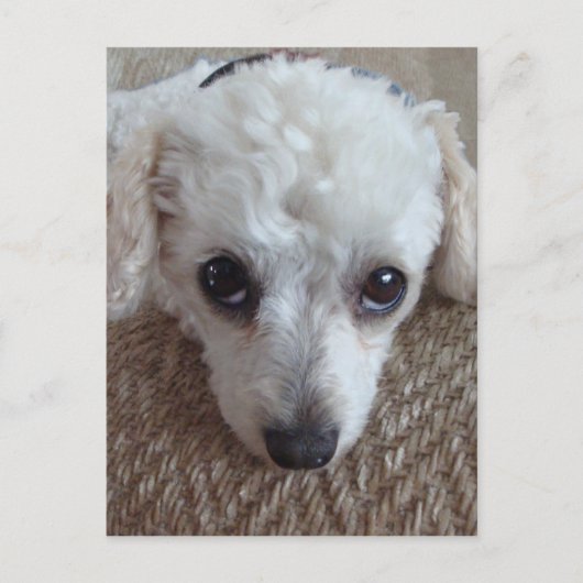 Little White Teacup Poodle Dog Briefkaart (Voorkant)