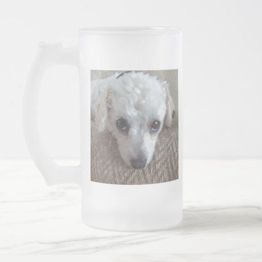 Little White Teacup Poodle Dog Matglas Bierpul (Links)