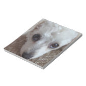 Little White Teacup Poodle Dog Notitieblok (Linkerzijde)