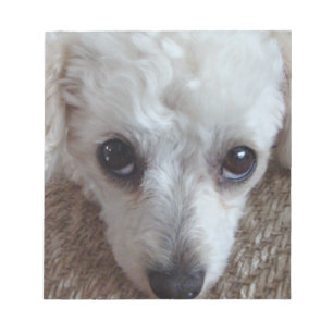 Little White Teacup Poodle Dog Notitieblok