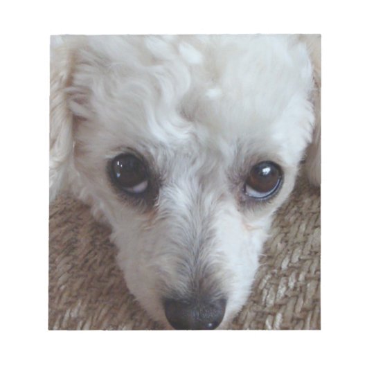 Little White Teacup Poodle Dog Notitieblok (Voorkant)