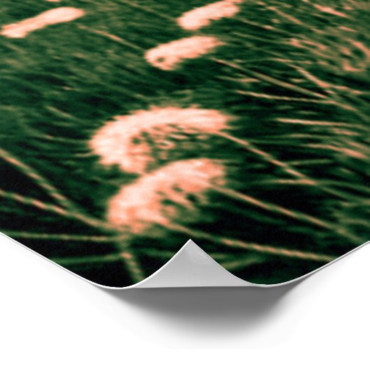 Little Witch Poster (Hoek)