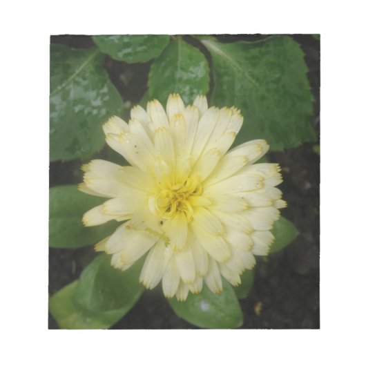 Little Yellow Marigold-laptop Notitieblok (Voorkant)