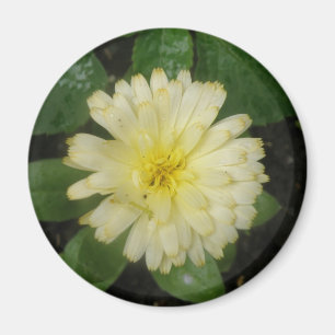 Little Yellow Marigold Magnet