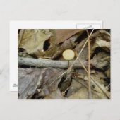 Little Yellow Mushroom Briefkaart (Voorkant / Achterkant)