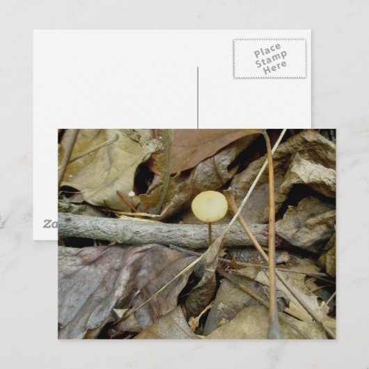 Little Yellow Mushroom Briefkaart (Voorkant / Achterkant)
