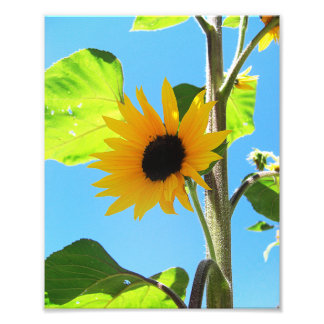 Little Yellow Sunflower 8x10 Foto Afdruk