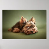 Little Yorkie Poster (Voorkant)