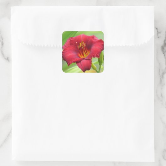 Little Zinger - Daylily Square Sticker (Tas)