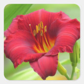 Little Zinger - Daylily Square Sticker (Voorkant)