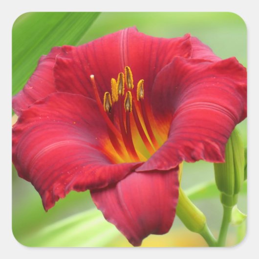 Little Zinger - Daylily Square Sticker (Voorkant)