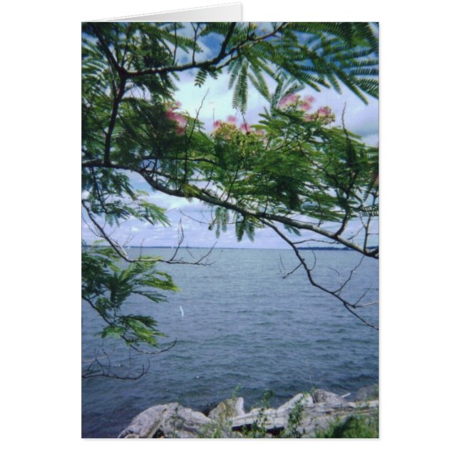 LittleBayParkBayside 001 (Voorkant)