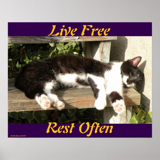 "Live Free", Smiler, cute, cat, gift Poster (Voorkant)