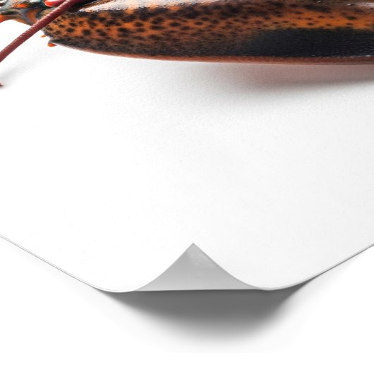 Live Lobster Poster (Hoek)