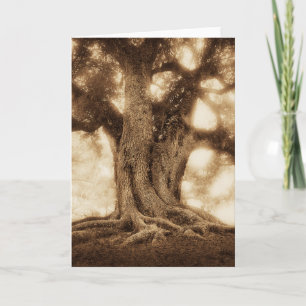 Live Oak - MW1101 Kaart