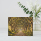 Live Oak Path | Landscape | Postcard Briefkaart (Staand voorkant)