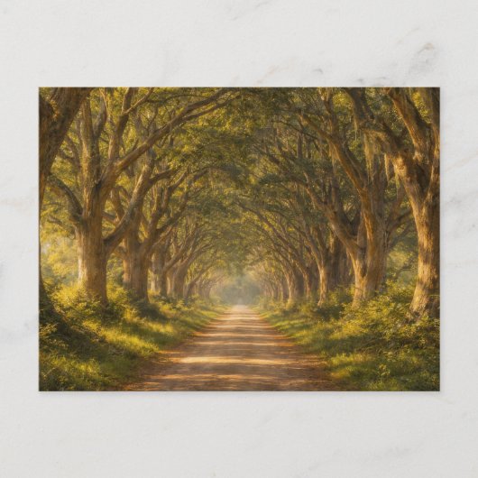 Live Oak Path | Landscape | Postcard Briefkaart (Voorkant)