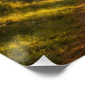 Live Oak Path | Landscape | Poster (Hoek)