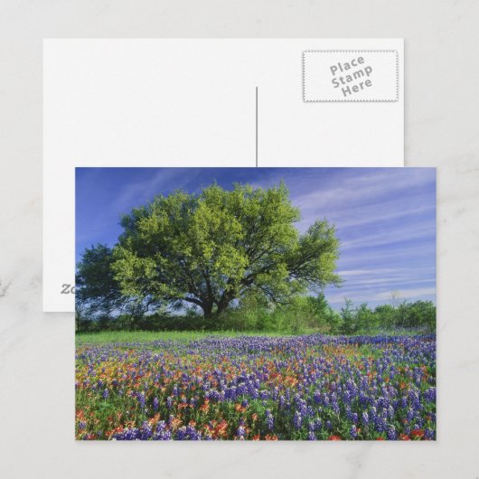 Live Oak & Texas Paintborstel, en Texas Briefkaart (Voorkant / Achterkant)