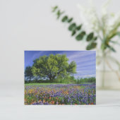 Live Oak & Texas Paintborstel, en Texas Briefkaart (Staand voorkant)