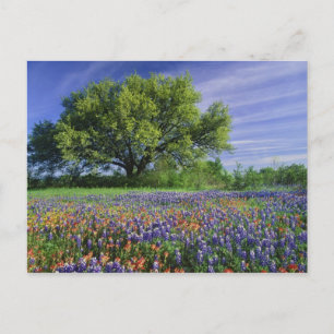 Live Oak & Texas Paintborstel, en Texas Briefkaart