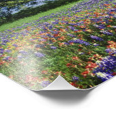 Live Oak & Texas Paintborstel, en Texas Foto Afdruk (Hoek)