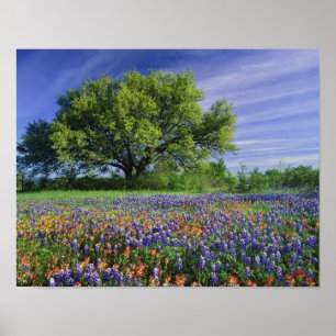 Live Oak & Texas Paintborstel, en Texas Poster