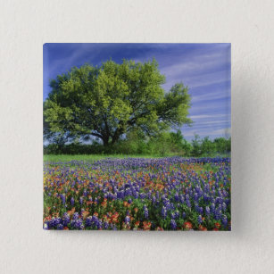 Live Oak & Texas Paintborstel, en Texas Vierkante Button 5,1 Cm