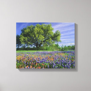 Live Oak & Texas Paintbrush, en Texas Canvas Afdruk