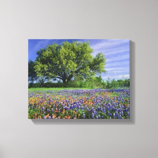 Live Oak & Texas Paintbrush, en Texas Canvas Afdruk (Voorkant)
