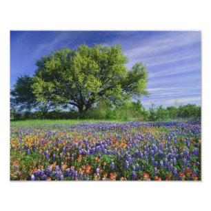Live Oak & Texas Paintbrush, en Texas Foto Afdruk