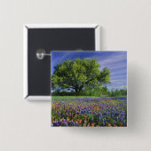 Live Oak & Texas Paintbrush, en Texas Vierkante Button 5,1 Cm (Voorkant /achterkant)
