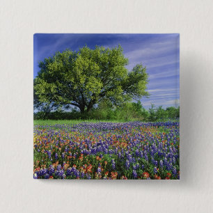 Live Oak & Texas Paintbrush, en Texas Vierkante Button 5,1 Cm