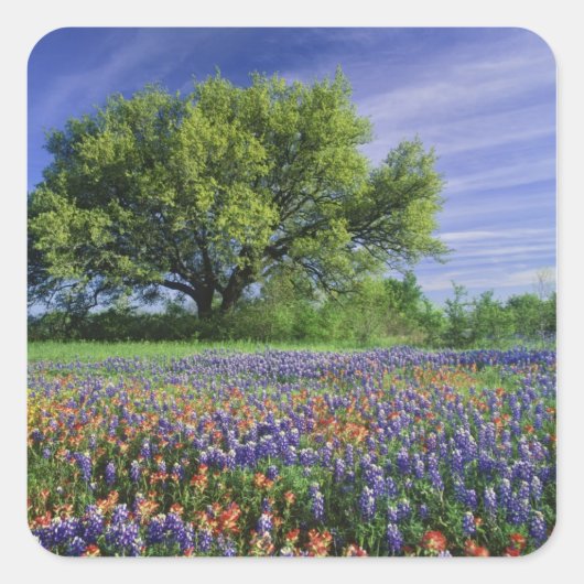 Live Oak & Texas Paintbrush, en Texas Vierkante Sticker (Voorkant)