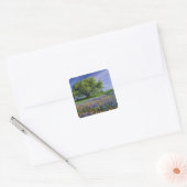 Live Oak & Texas Paintbrush, en Texas Vierkante Sticker (Envelop)