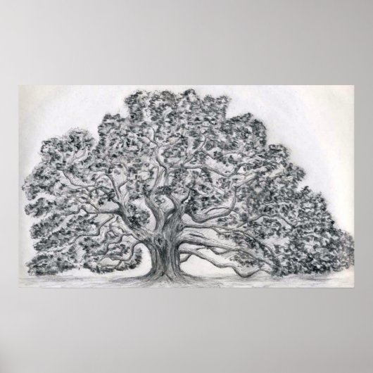 LIVE OAK TREE SKETCH POSTER (Voorkant)