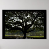 Live Oaks - Louisiana Poster (Voorkant)