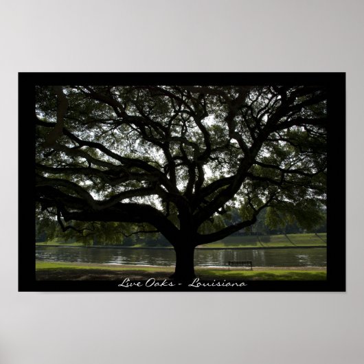 Live Oaks - Louisiana Poster (Voorkant)