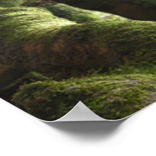 Live Oaks Muir Quote Poster (Hoek)