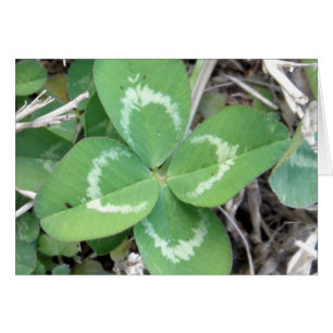 Live Real 4 Leaf Clover-foto