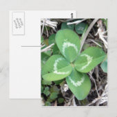 Live Real 4 Leaf Clover-foto Briefkaart (Voorkant / Achterkant)