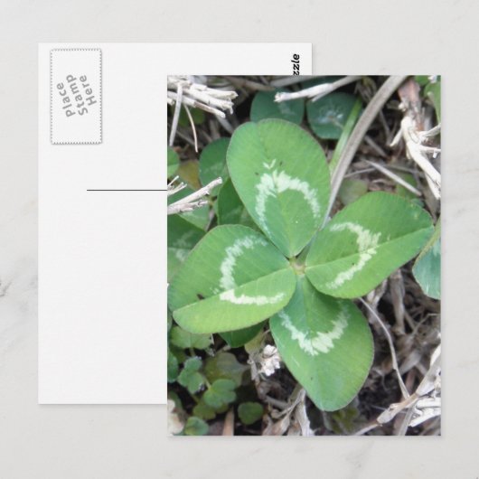 Live Real 4 Leaf Clover-foto Briefkaart (Voorkant / Achterkant)
