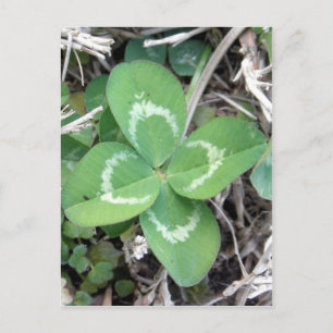 Live Real 4 Leaf Clover-foto Briefkaart
