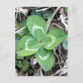 Live Real 4 Leaf Clover-foto Briefkaart (Voorkant)