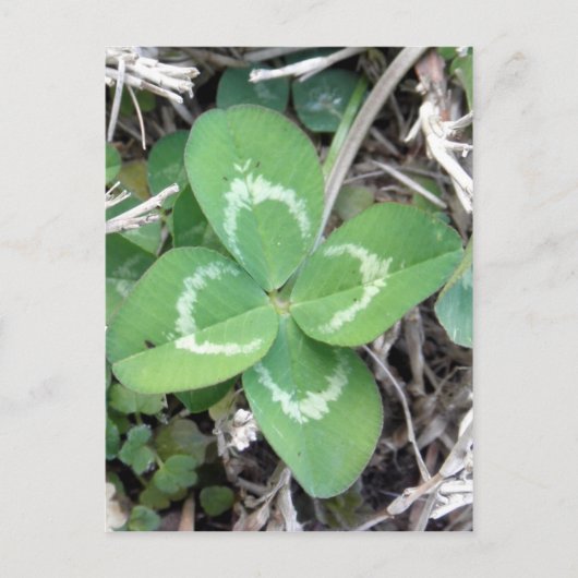 Live Real 4 Leaf Clover-foto Briefkaart (Voorkant)