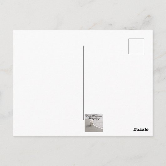 Live Sand Dollar Foto Hallo Prachtige Briefkaart (Achterkant)