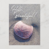 Live Sand Dollar Foto Hallo Prachtige Briefkaart (Voorkant)